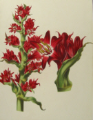 Australian botanicals, Louis van Houtte